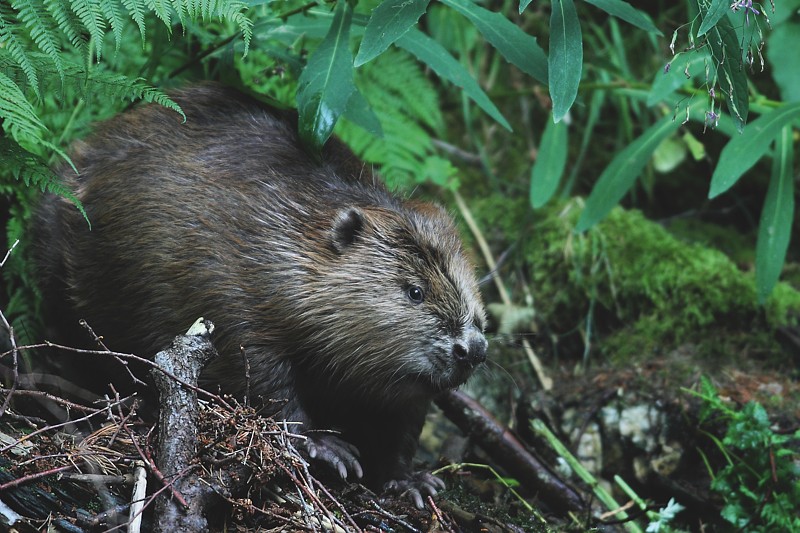 Castor © DESCAMPS Régis