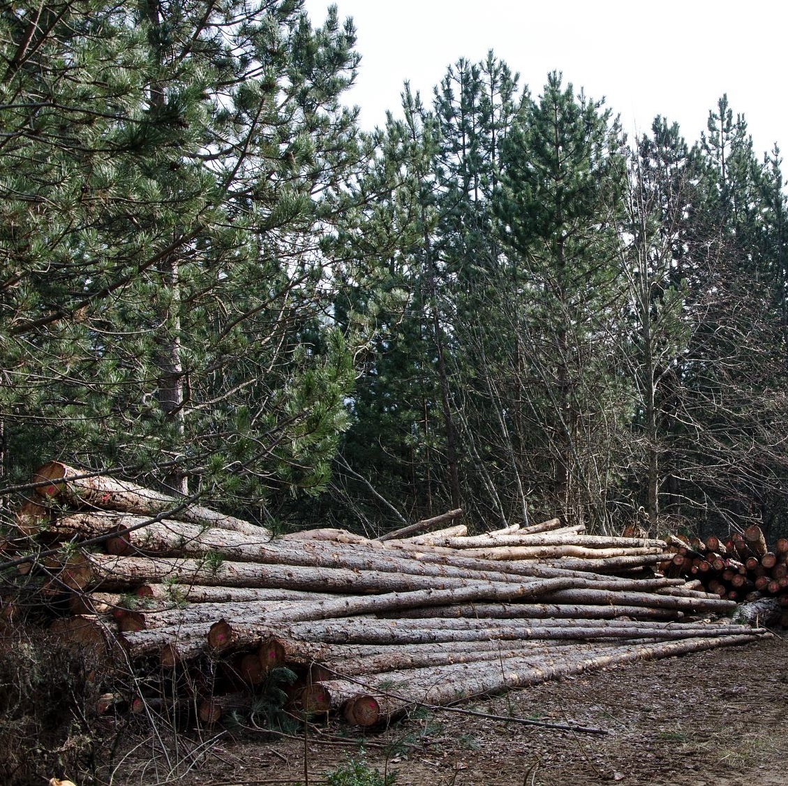 Coupe forestière et débardage © Olivier Prohin