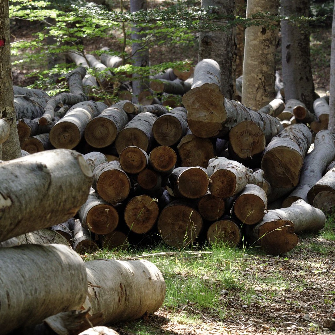 Exploitation forestière sur l'Aigoual © Gaël Karczewski