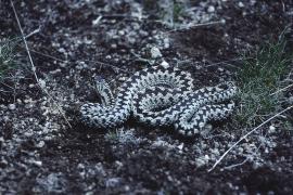 Vipère péliade © Parc national des Cévennes
