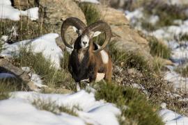 Mouflon sur l’Aigoual © Gaël Karczewski
