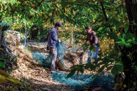 Récolte des châtaignes, Les Jardins du Pountanel © Olivier Prohin