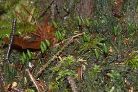 Buxbaumie verte, Buxbaumia viridis © Wikicommons