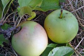 Pomme Djaleï © Jean-Marie Fabre