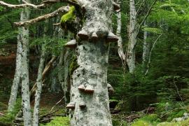 Arbre d’intérêt écologique et champignons saproxyliques, Mathieu BACONNET, PnC ©