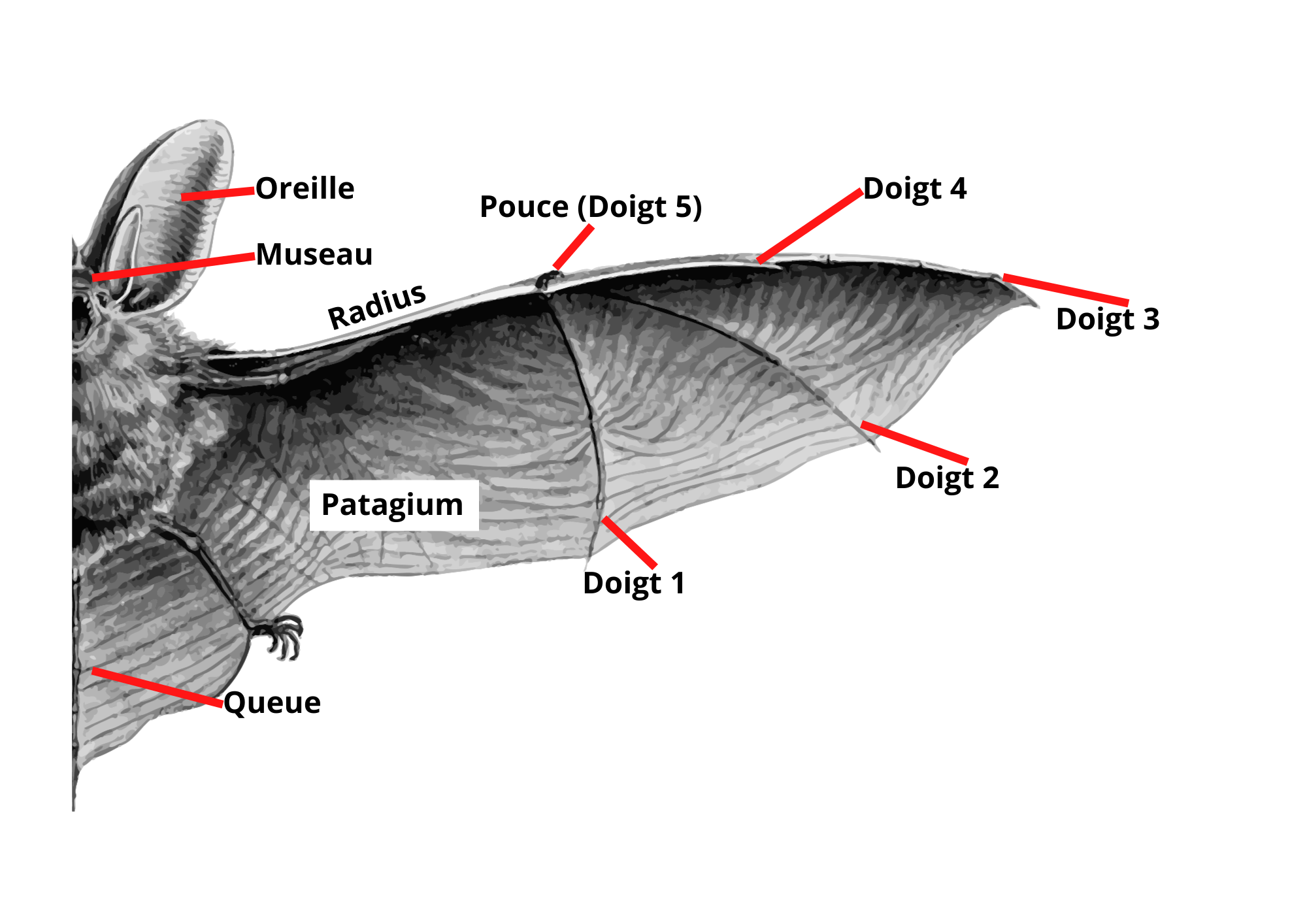 anatomie_dune_chauve-souris.png