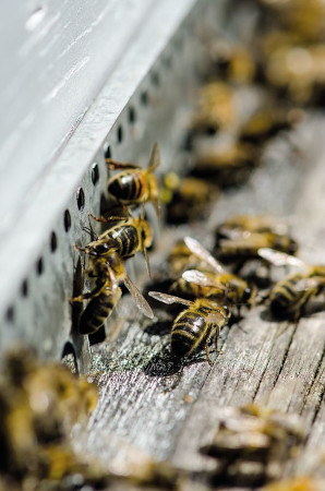 apiculture.jpg