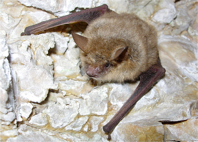 myotis_emarginatus_-_ph._karol_tabarelli_de_fatis.jpg