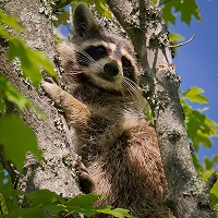 raccoon-27527-2_ken_thomas_web2.jpg