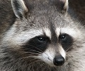 raccoon_procyon_lotor_2_darkone_wikimedia_web.jpg