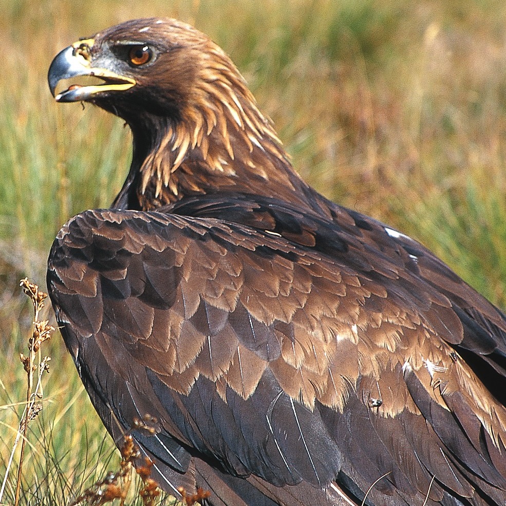 Aigle royal © Jean-Pierre Malafosse