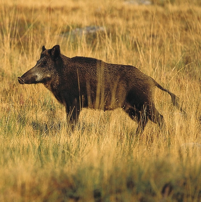 Sanglier © Bruno Descaves