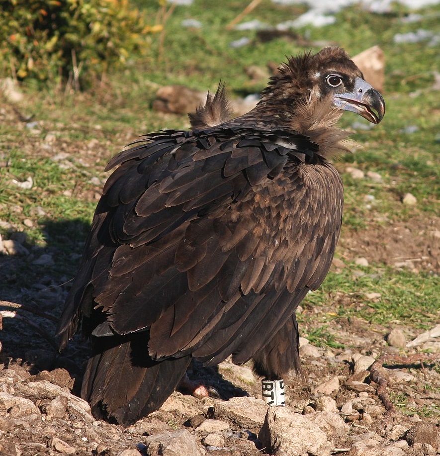 Vautour moine © Jean-Pierre Malafosse