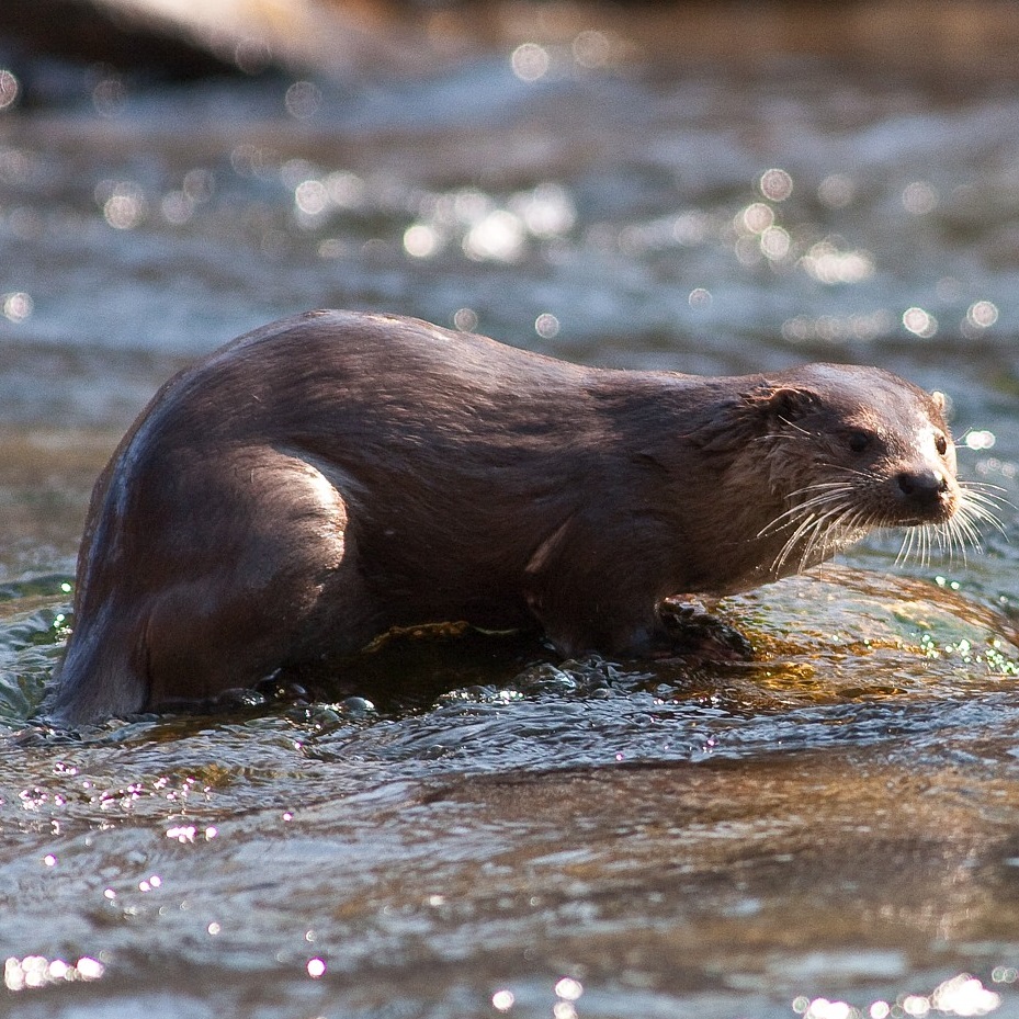 Loutre © Jean-Pierre Malafosse