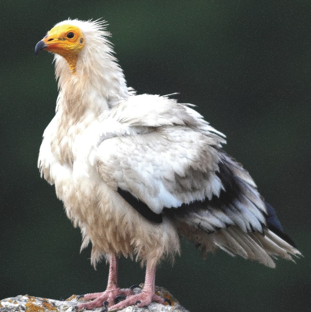 Vautour percnoptère © Régis Descamps