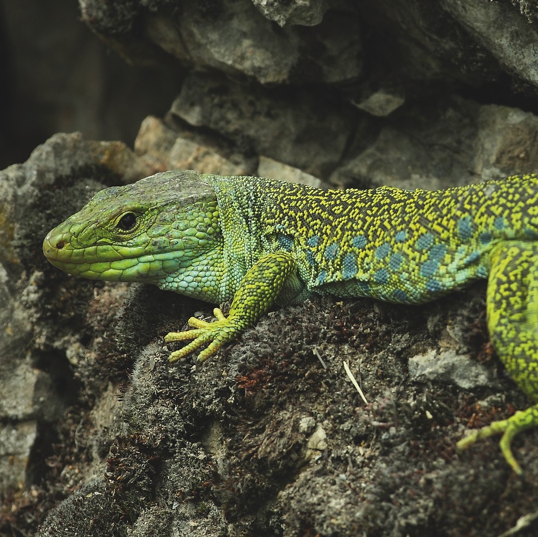 Lézard ocellé © Régis Descamps