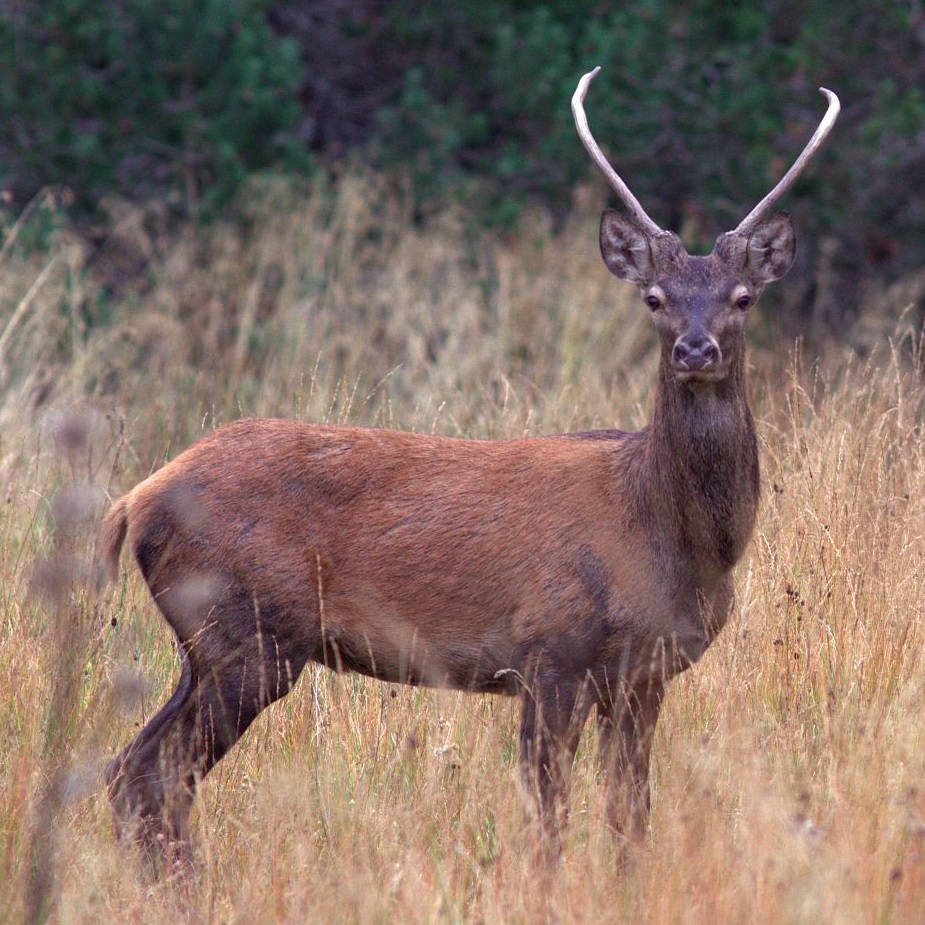 Cerf élaphe vers Les Bondons sur le Mont Lozère © Jean-Pierre Malafosse