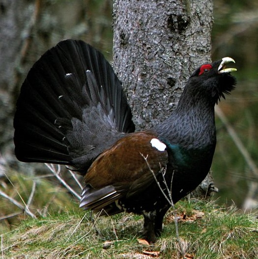 Grand Tétras © Philippe Lucas