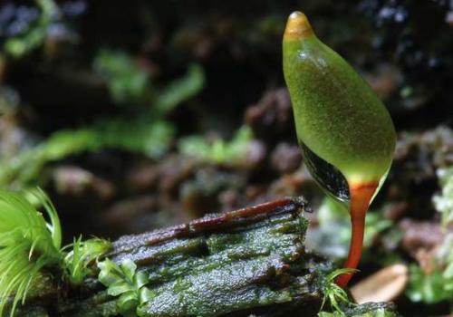 buxbaumia_viridis_mousse_c_bruno_descaves_pnc.jpg