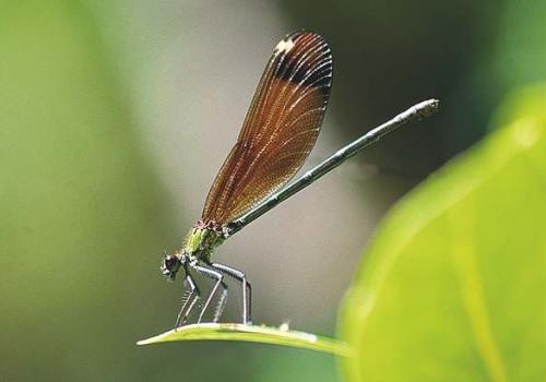 caleopteryx_haemorrhoidalis_c_jean-pierre_malafosse.jpg