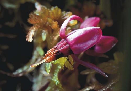 canneberge_a_petits_fruits_photo_yves_maccagno.jpg