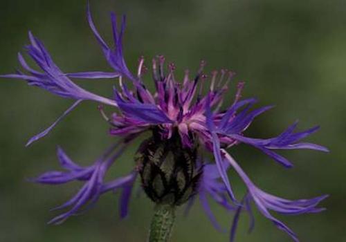 centaurium_montana_c_sandrine_forge_pnc.jpg