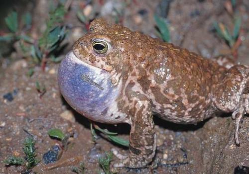 crapaud_calamite_male_chantant_c_bruno_descaves_pnc.jpg