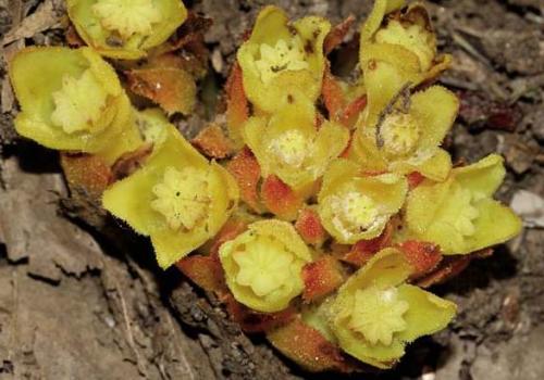 cytinelle_cytinus_hypocistis_l._1753_c_jean-pierre_malafosse_pnc.jpg
