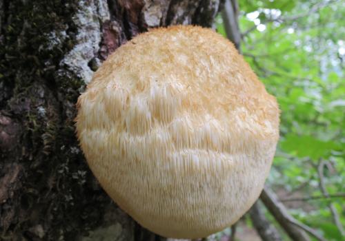hericium_erinaceum_bois_de_miral_cocures_-_05.jpg
