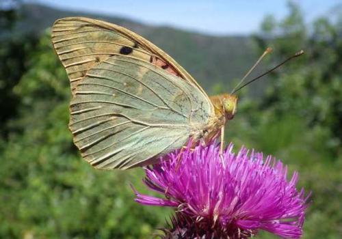 le_cardinal_argynnis_pandora_au_col_de_lancize_c_valerie_quillard_pnc.jpg