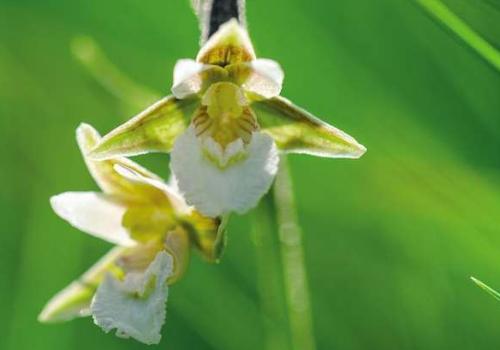 lepipactis_des_marais_epipactis_palustres_c_olivier_prohin_pnc.jpg