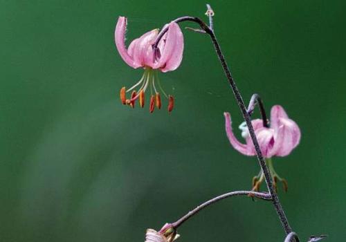 lys_martagon_lillium_martagon_c_regis_descamps_pnc.jpg