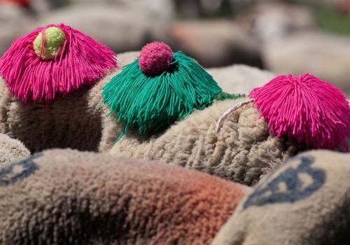 moutons_pares_de_pompons_c_gael_karczweski_pnc_.jpg