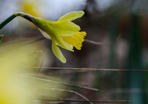 narcisse_a_feuilles_de_jonc_c_olivier_prohin_pnc.jpg
