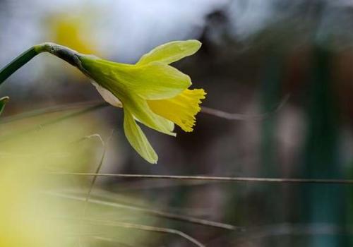 narcisse_a_feuilles_de_jonc_c_olivier_prohin_pnc.jpg