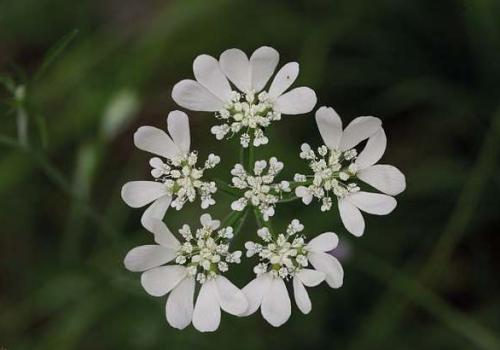 orlaya_grandifolia_c_sandrine_forge_pnc.jpg