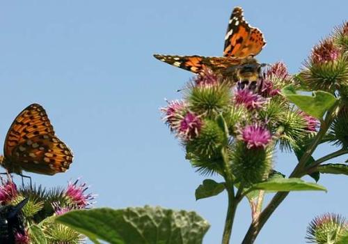 papillons_sur_grande_bardane_c_bruno_descaves_pnc.jpg