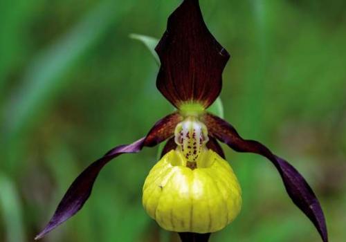 sabot_de_venus_ou_sabot_de_venus_deurope_cypripedium_calceolus_c_yannick_manche_pnc.jpg