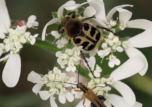 trichais_sp_c_sandrine_forge_pnc.jpg