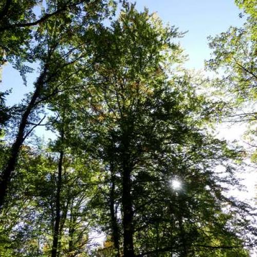 -pvrmarie_quiquemelle_foret-auberive_1.jpg