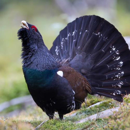 1920px-david_palmer_capercaillie_david_palmer_cc_by_2.0_httpscreativecommons.orglicensesby2.0_via_wikimedia_commons.jpg