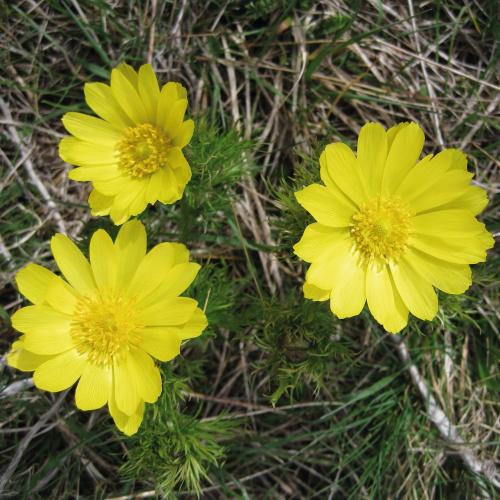 1_adonis_vernalis.jpg