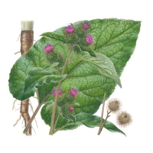 Plante