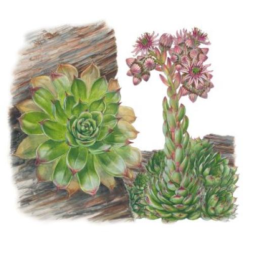 Plante