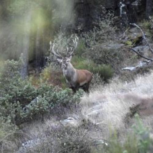 Chasse