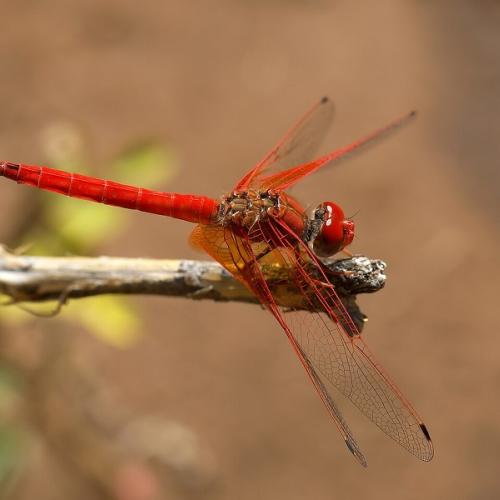 Trithemis kirbyi