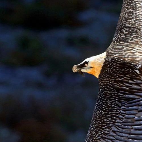 Gypaète barbu en vol
