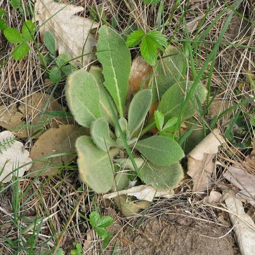 feuilles de molene bouillon blanc