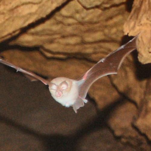 Rhinolophe en vol dans une grotte