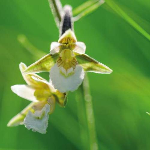 epipactis_des_marais_epipactis_palustris_c_olivier_prohin_pnc.jpg